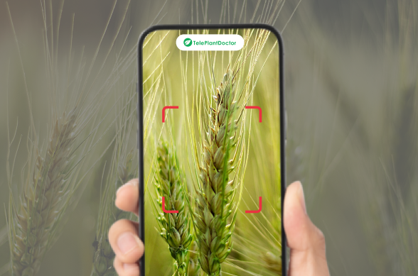 Teleplant Doctor’s Smart Agriculture and Plant Health Management System